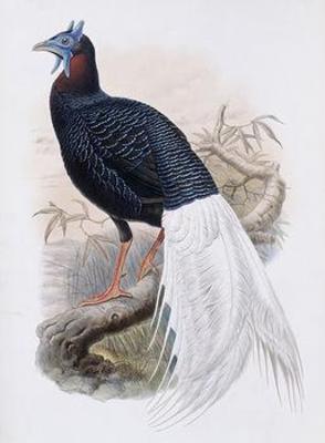 [Gould - Bulwer's Pheasant] 