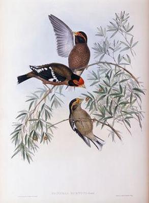 [Gould - Burton's Grosbeak] 