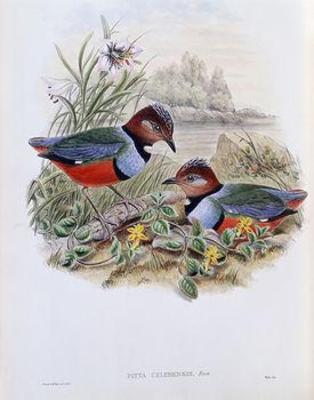 [Gould - Celebean Pitta] 