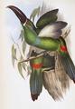 [Chestnut-Billed Groove-Bill (Toucan)]