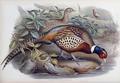 [Chinese Ring-Necked Pheasant]