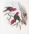 [Duchess of Connaught's Parakeet]