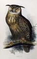 [Eagle Owl]