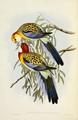 [Eastern Rosella]