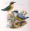 [Elliot's Pitta]