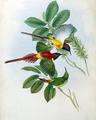 [Fiery Tailed Sun-Bird]