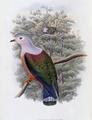 [Finsch's Fruit-Pigeon]