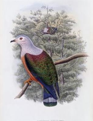 [Gould - Finsch's Fruit-Pigeon] 