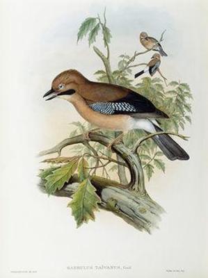 [Gould - Formosan Jay] 