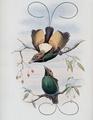 [Golden-Winged Bird of Paradise]