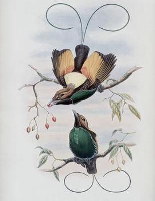 [Gould - Golden-Winged Bird of Paradise] 