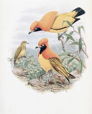 [Gould - Golden Bird of Paradise] 