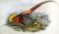 [Golden Pheasant]