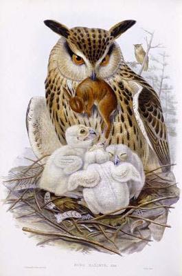 [Gould - A Great Owl and Chicks] 