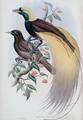 [Greater Bird of Paradise]