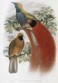 [Grey-Chested Bird of Paradise]