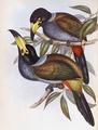 [Hooded Hill Toucan]