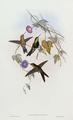 [Hummingbirds]