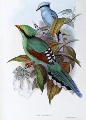 [Gould - Hunting Cissa] 