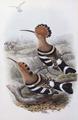[Indian Hoopoe]