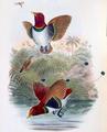 [King Bird of Paradise]