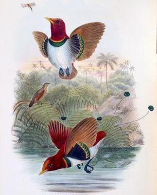 [Gould - King Bird of Paradise] 