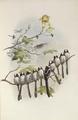 [Long-Tailed Tit]