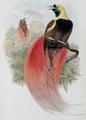 [Marquis De Raggi's Bird of Paradise]
