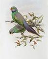 [Mrs Layard's Parakeet]