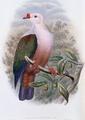 [New-Ireland Fruit-Pigeon]
