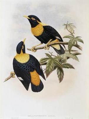 [Gould - Orange-Crested Starling] 