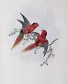 [Pectoral Lorikeet]