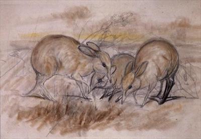 [Gould - Pig-Footed Bandicoot] 