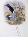 [Port-Moresby Racket-Tailed Kingfisher]