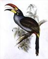 [Pteroglossus Hypoglaucus (Toucan)]