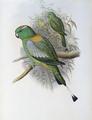 [Racket-Tailed Parrot]