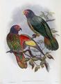 [Red-Fronted Lory]