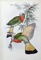 [Red-Throated Nyctiornis]