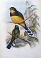[Reinwardt's Trogon]