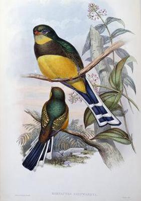 [Gould - Reinwardt's Trogon] 