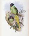 [Slaty-Headed Parakeet]