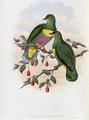 [Solomon-Island Fruit-Pigeon]