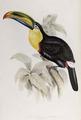 [Toucan]