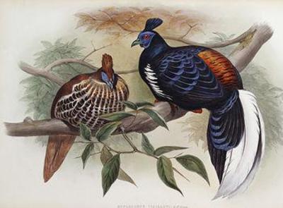 [Gould - Vieillot's Fireback] 