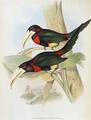 [Yellow-Billed Aracari (Toucan)]