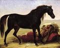 [An Arabian Horse]