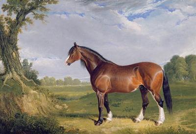 [Herring, Sr. - A Clydesdale Stallion] 