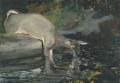 [Deer Drinking]
