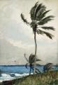 [Palm Tree, Nassau]