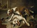 [Fighting Dogs]